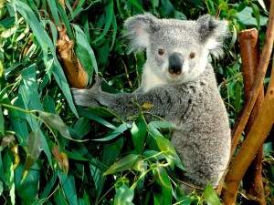 World_Australia_Koala___Australia_008976_
