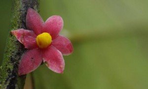 small-sirdavidia-solannona