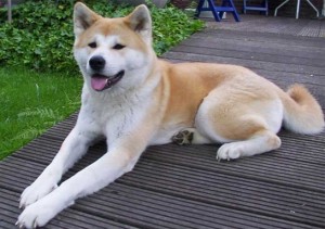 Akita-inu