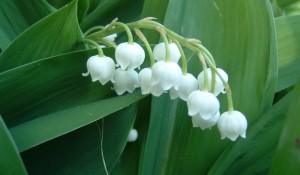 lilly-of-the-valley2