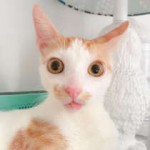 котки | За всекиго по нещо