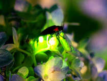 firefly-light-under